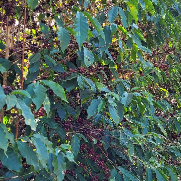 Acaiá trees with red cherries